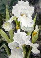 fleur blanche aquarelle